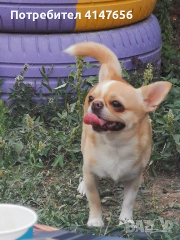 Чихуахуа за разплод , снимка 4 - Търси партньор - 51553544