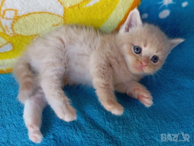 Сибирче, сибирска котка, сибирски котенца, сибирско коте, хипоалергично, момче крем, снимка 6 - Сибирски - 56181080