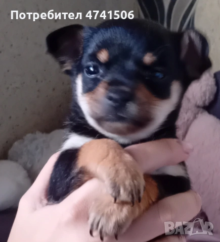 мини пинчер 