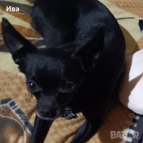 Продавам чистокръвно мини пинчерче мъжко с три ваксини, снимка 5 - Пинчер - 52097857