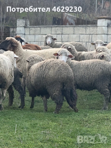 Североизточнобългарска тънкорунна 35 броя, снимка 8 - Овце - 52132645