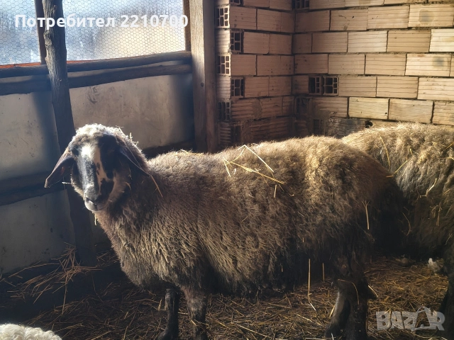 овце, снимка 3 - Овце - 53363475