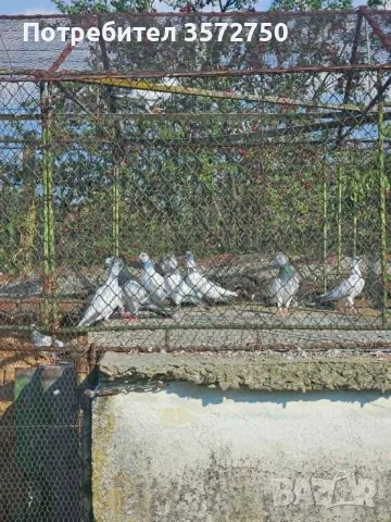 Унгарски гълъби, снимка 4 - Гълъби - 55770988