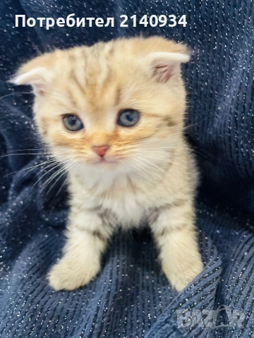 Шотландски клепоухи котенца – златна чинчила. Scottish fold, снимка 4 - Чинчили - 52931535