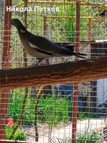 Гривяци, снимка 1