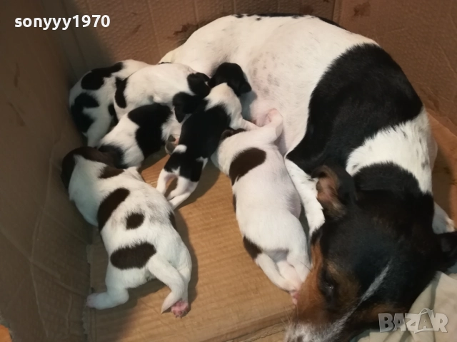 ДЖАК РЪСЕЛ-ПРОДАВАМЕ КУЧЕНЦА 250ЛВ ЗА БРОЙ 2908250958, снимка 6 - Джак ръсел териер - 51530695