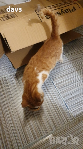 Намерено - Рижаво мъниче спешно търси дом, снимка 6 - Други - 52807638