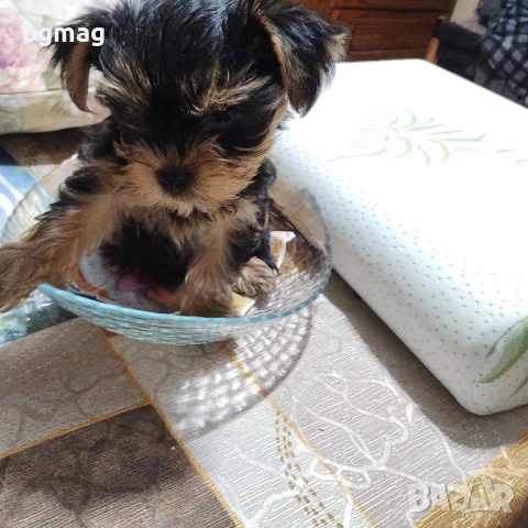 Йоркширски териер. Йорки., снимка 3 - Йоркширски териер - 51917739