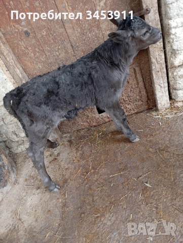 Мъжко месодайно Абърдийн , снимка 2 - Крави - 53595888