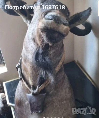 Ловен трофей, снимка 2 - Други - 53853651