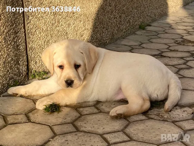 Лабрадор ретривър.