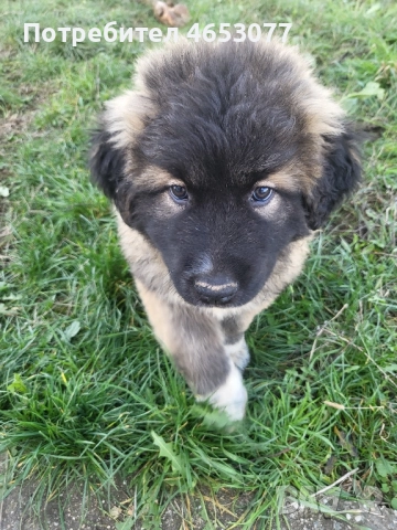 Женска кавказка овчарка , снимка 3 - Кавказка овчарка - 52436129