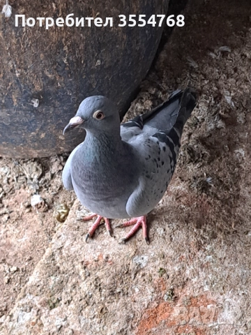 Продавам спортни гълъби , снимка 6 - Гълъби - 52534025