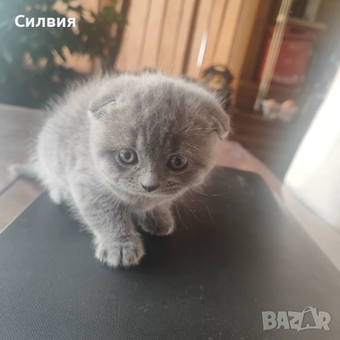 Шотландско клепоухо котенце , снимка 5 - Британска късокосместа - 52654194
