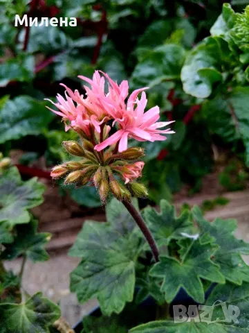 Седум Палмери, снимка 10 - Градински цветя и растения - 49446517