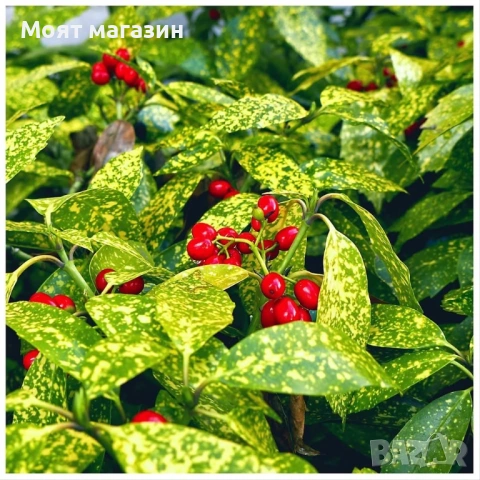 Аукуба - aucuba, снимка 4 - Градински цветя и растения - 53650411