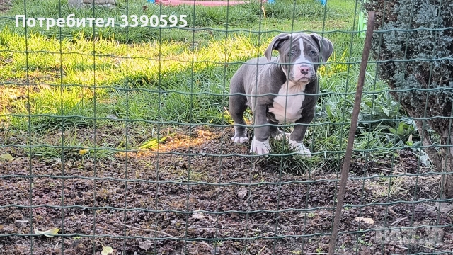 Американско Були Хл Момичета , снимка 4 - Питбул - 52863050