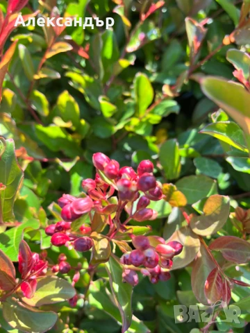 Лагерстремия Лилава и Червена , снимка 1