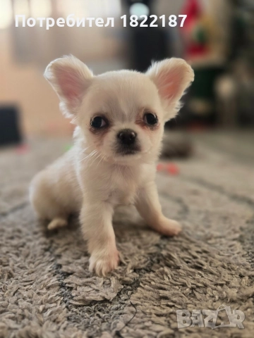 Чихуахуа, снимка 2 - Чихуахуа - 52818135
