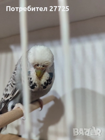 Изложбени папагали , снимка 9 - Папагали - 53290737