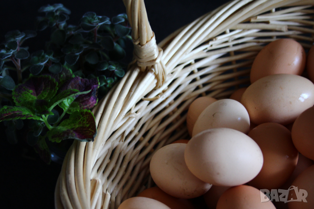 Домашни Яйца 0.50ст./бр, снимка 4 - други­ - 36397255