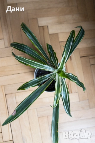 🌿 Драцена Lemon Lime – жизнена и лесна за отглеждане у дома 🌿 Готова за подарък, снимка 7 - Стайни растения - 52061005