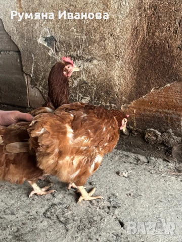 Продавам кокошки носачки , снимка 6 - Кокошки и пуйки - 53223537