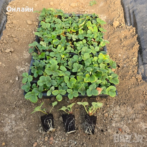 Разсад ягоди в тарелка/табла, снимка 5 - Разсади - 53593951