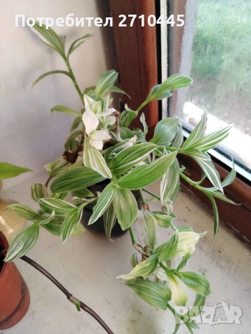 Традесканция - каскадна