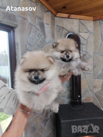 Поменран Померанче