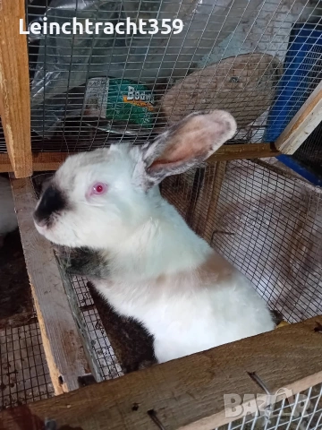 Калифорнийски и новозеландски зайци цика, снимка 7 - Други - 53652104