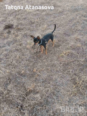 Продавам мини пинчер , снимка 6 - Пинчер - 52531711