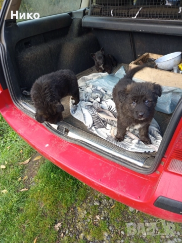 Черни немски овчарки , снимка 2 - Немска овчарка - 52702916