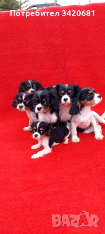 Кавалер кинг чарлз шпаньол , снимка 2 - Кавалер кинг чарлз шпаньол - 53398733