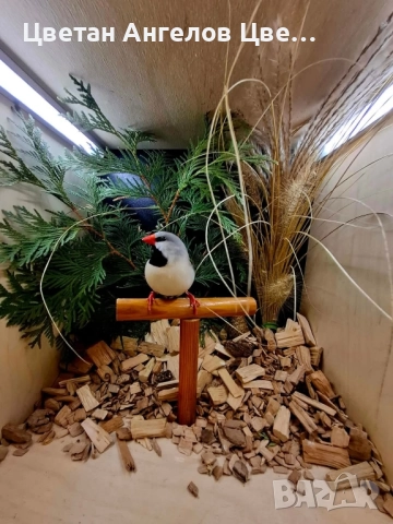 продавам остроопашати амадини , снимка 2 - Амадини - 51640676