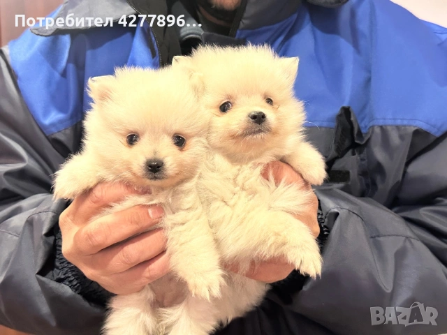 Померанчета 