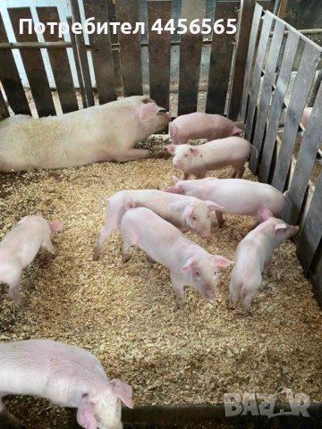 Малки прасенца, снимка 2 - Прасета - 52770885