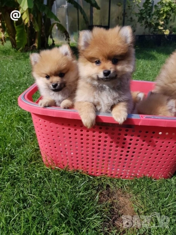 Померан померани Гр. София, снимка 8 - Померан - 51952079