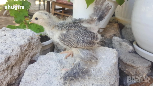 Брами различни разцветки, снимка 1