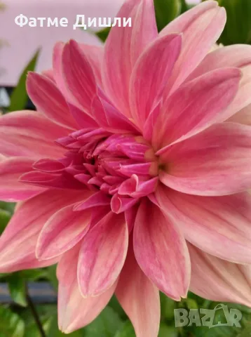 Високостеблена далия 3лв грудка , снимка 1
