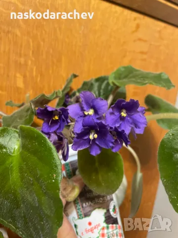 Теменужка, теменужки, сенполия синя, син цвят