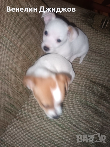 Чихоа, снимка 2 - Чихуахуа - 52907647