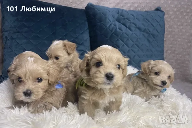 Малтипу кученца, снимка 2 - Други - 56324448