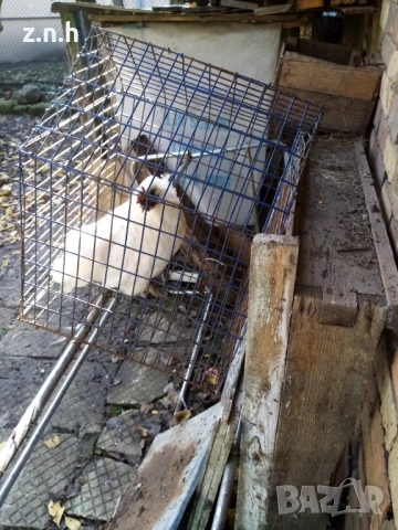 Декоративно петле, снимка 3 - Кокошки и пуйки - 52392923