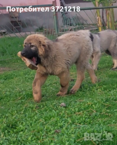 Кавказка овчарка, снимка 2 - Кавказка овчарка - 49374261