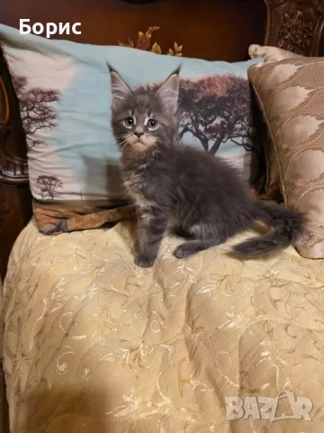 Мейн куун котета