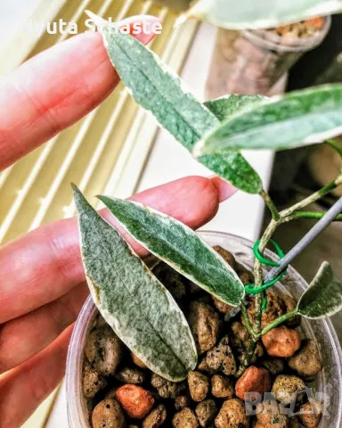 Hoya archboldiana variegata “bold edge” , снимка 1