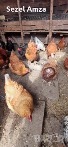 Продавам кокошки , снимка 8 - Кокошки и пуйки - 53583834