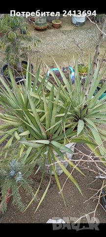 градинска Юка голямо коренище, снимка 2 - Градински цветя и растения - 53723962