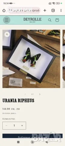 препарирани пеперуди, снимка 11 - Антикварни и старинни предмети - 50045495